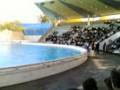 videos de Gardaland - Palablu - Spettacolo delfini
