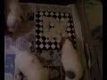 Puppies eten Babix voor de 1ste keer Puppies eten Babix voor de 1ste keer