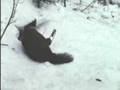 Cull of The Wild: Conibear Traps