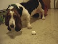 Basset Hound