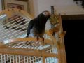 My-Naughty-Parrot-sw