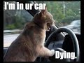 FUNNY CATS