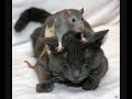 FUNNY CATS