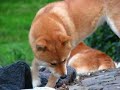 Japanese Shibas and Shetland Ponies and all living in Holland Japanese Shibas and Shetland Ponies and all living in Holland