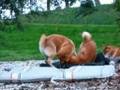 Japanese Shibas and Shetland Ponies and all living in Holland