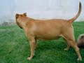 Pit bull e Pequin�s 2