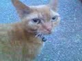 Morsom katt