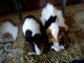 Morski prasici - zamorci - Guinea Pig Morski prasici - zamorci - Guinea Pig