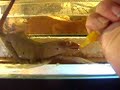 R. ciliatus (crested gecko) licking fruit from a syringe R. ciliatus (crested gecko) licking fruit from a syringe