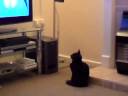 Cat watching The Simpsons