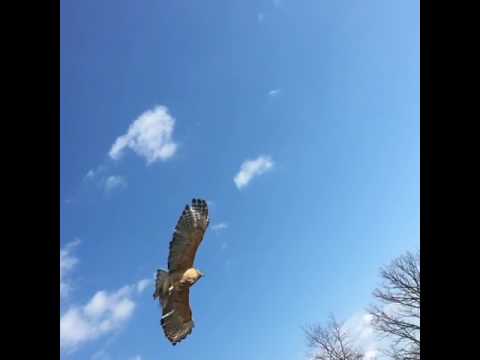 Red Shouldered Hawk Release Red Shouldered Hawk Release