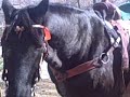Hold Your Horses!