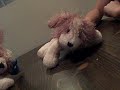 Webkinz Do The ChaCha Slide Webkinz Do The ChaCha Slide