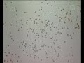 Robot Swarm
