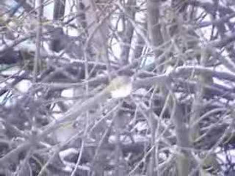 Ruby Crowned Kinglet