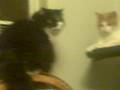 videos de Jack Kerouac vs. Messy Marvin (well kind of)
