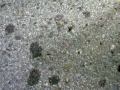 Insect hunting Vol.1, Thailand No.1