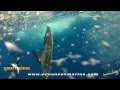 Sunset Marina - "The Daily Catch # 4" - 'White Marlins'