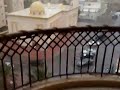 Kuwait paus 2009 ,Dec 17.mp4