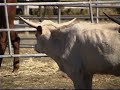 09 Round Pen Roping 09 Round Pen Roping
