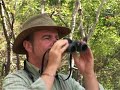 lion-attack-ataque-de-leo.html