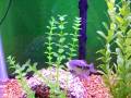 videos de Senegal bichir eating shrimp