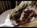 videos de Calopsitas no almoço