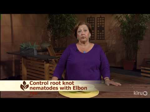 how to fertilize winter rye