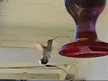 Black-chinned Hummingbird