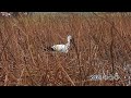 鳴門コウノトリ 2026/10/24 撮影 成長記録 徳島県鳴門市