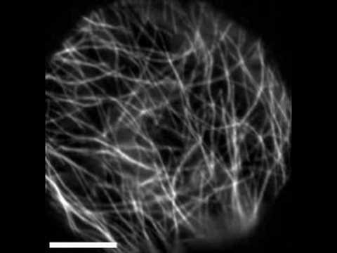 microtubules microtubules