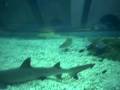videos de manila ocean park 2 MOVI0010