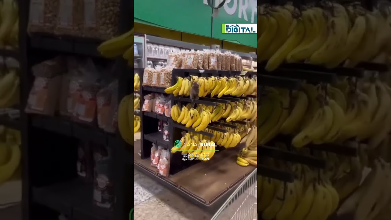 Saguis invadem mercado e comem bananas no ES