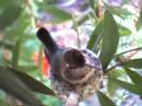 Hummingbird 1 Hummingbird 1