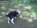 Toby Likes To Sniff