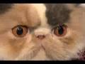 Cat-Championship-at-