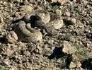 Rattlesnake-Research