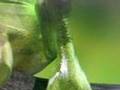 videos de Frogger