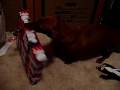 Bojoe opens a Christmas Present
