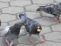 Pigeon scramble ハトのエサ奪い合い競争?