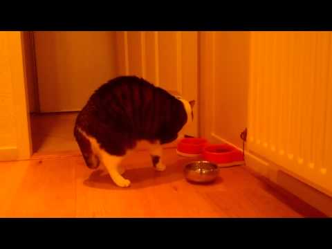 Cat with drinking problem