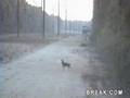 Hunting in Lanark