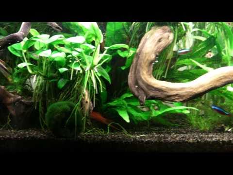 how to fertilize java fern