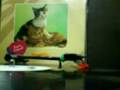 alleycats-istana pasir (vinyl lp records)