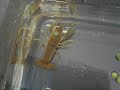 Territoriality and Crayfish NS201