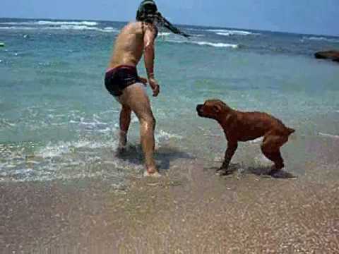 boxer dog