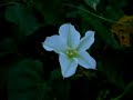 this is on Indian River at Jensen Beach.. the river bank is covered by moonflowers, a night blooming version of a morning glory.