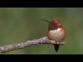 Awesome hummingbird