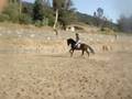 Sangria left lead canter