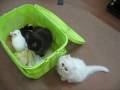 Kitten and mysterious basket !! (Part 2)